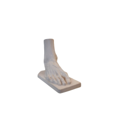 Anatomy. Foot model A