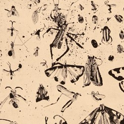 Insects I